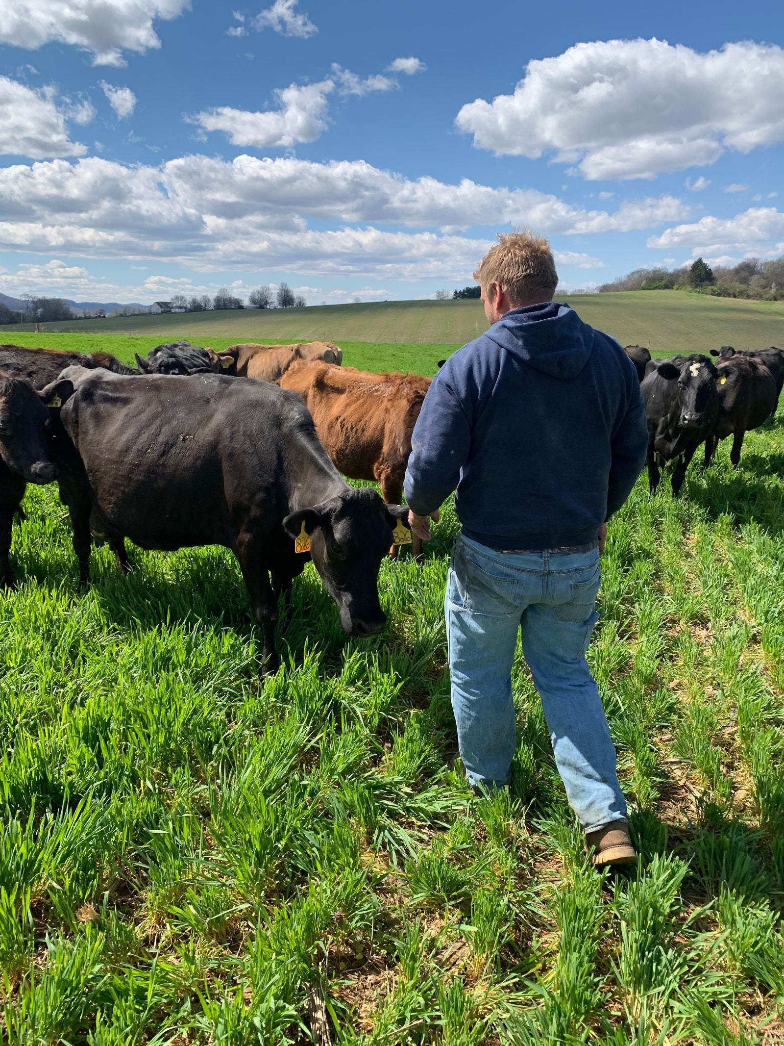 Farmer checking cattle in a pasture