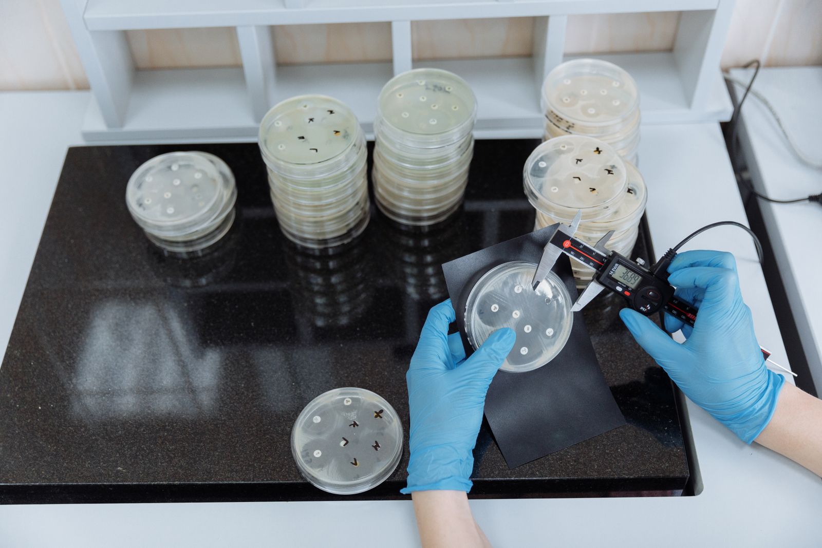 Laboratory worker holding a petri dish
