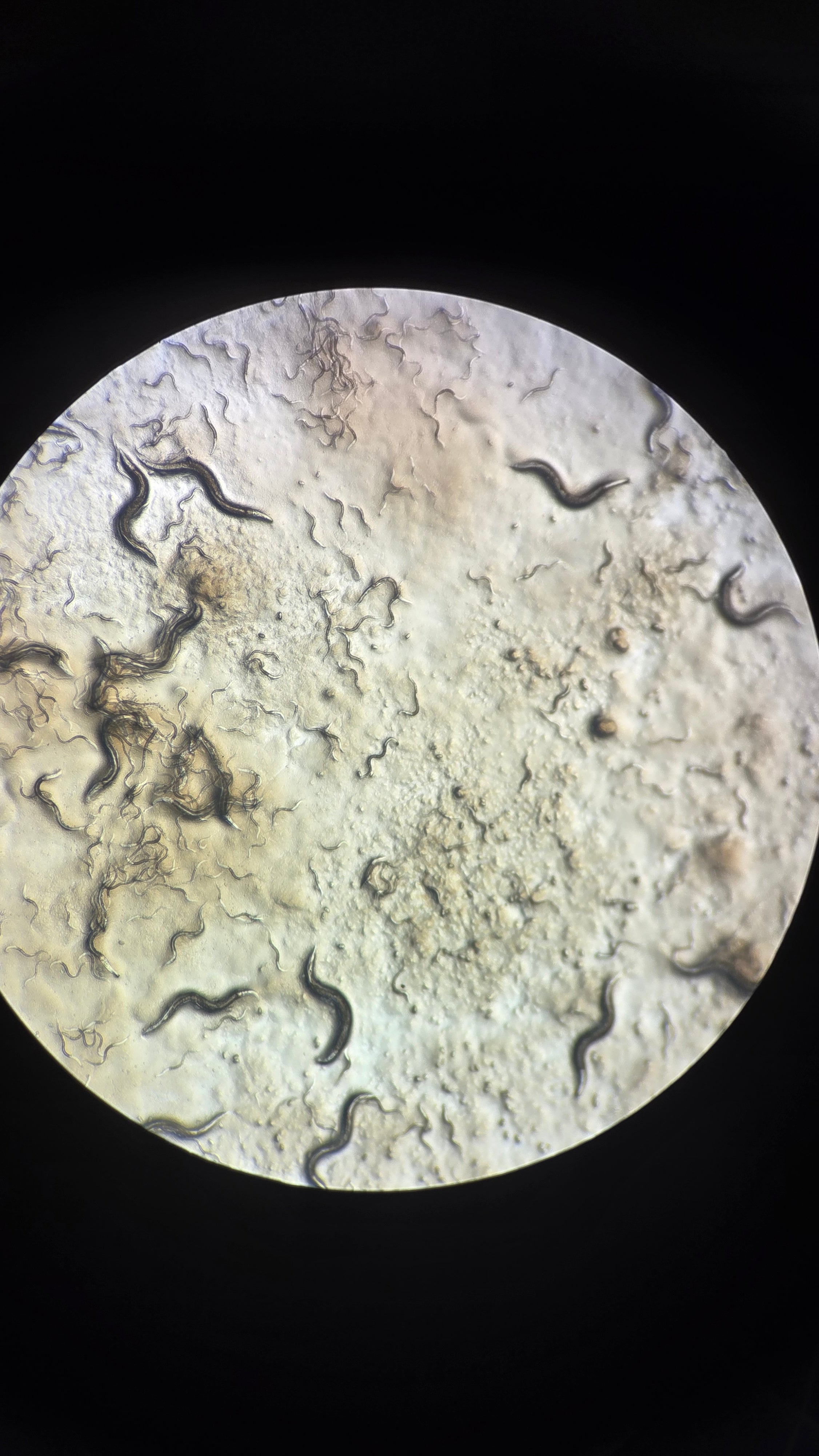 Caenorhabditis elegans microscope photo